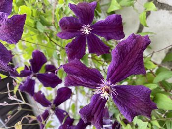 Close-up of purple flowering plant