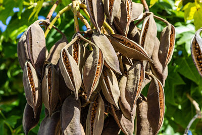 Close-up of wilted plant on field