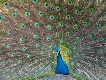 Close-up of peacock feathers