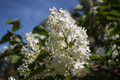 Close-up of white flowers