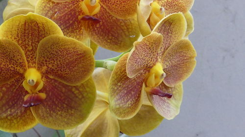 Close-up of yellow flowers