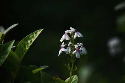 Close-up of white flowering plant