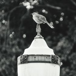 Close-up of bird against blurred background