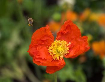 Close-up of orange flowers blooming outdoors