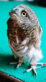 Close-up portrait of owl