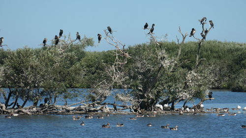 High angle view of birds in lake