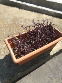 Close-up high angle view of leaves