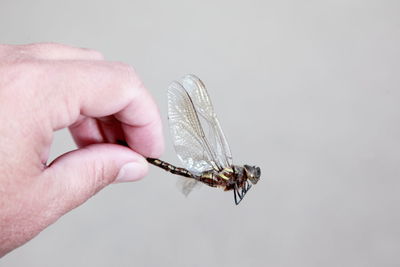 Cropped image of hand holding dead dragonfly against gray background