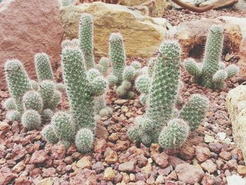 Full frame shot of cactus