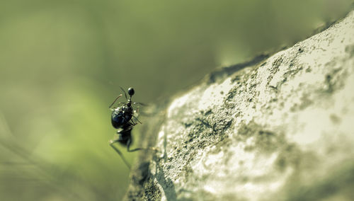 Fight on the stone between a large ant that traps its small ant with its jaws and green background