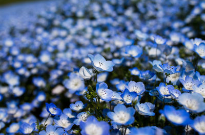 Close-up of white flowers