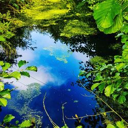 High angle view of leaves floating on lake