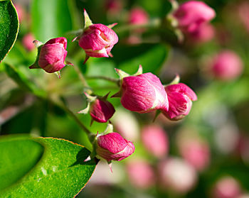 Close-up of pink flowers
