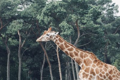 Giraffe in a forest