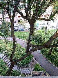 Trees in park