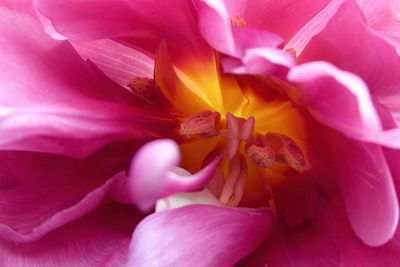 Close-up of pink flower