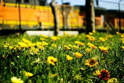 Close-up of flower blooming in field