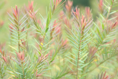 Close-up of pine tree