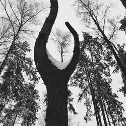 Low angle view of silhouette tree against sky