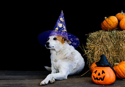 Close-up of dog against black background