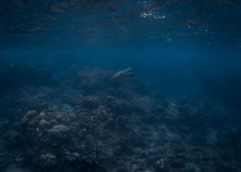 View of fish swimming underwater