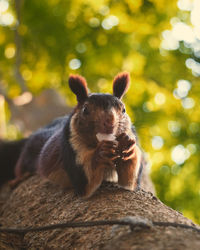 Close-up of squirrel on rock