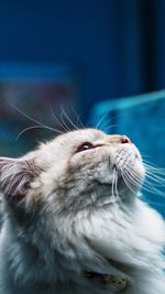 Close-up of a cat