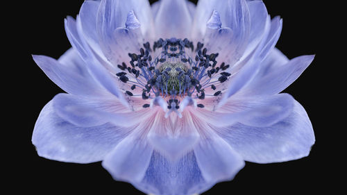 Close-up of white flower against black background