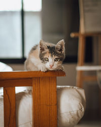 Portrait of kitten by cat at home