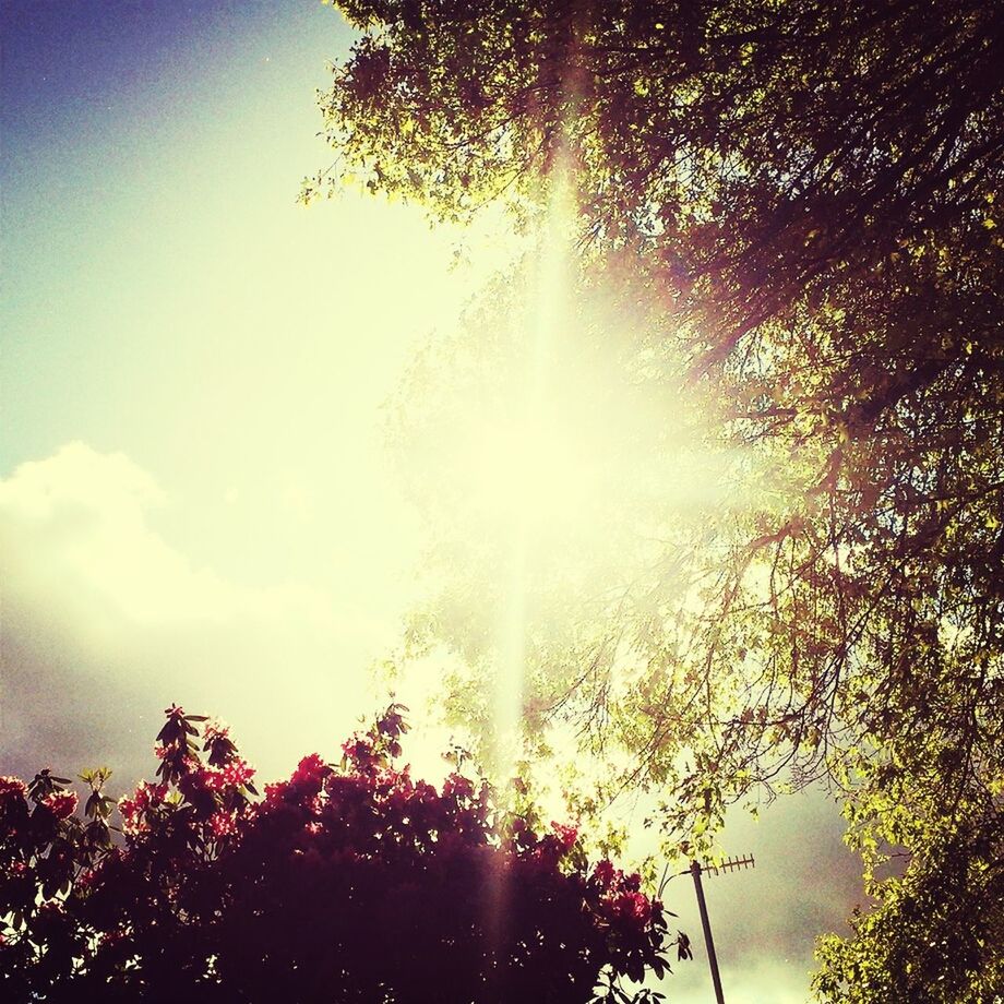 tree, low angle view, sun, sunbeam, sunlight, lens flare, sky, growth, beauty in nature, nature, branch, silhouette, tranquility, bright, back lit, scenics, sunny, outdoors, no people, day