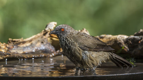 Close-up of birds in lake