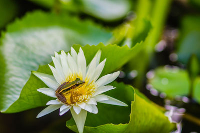 Close-up of lotus water lily