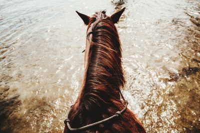 Brown ponny riding in the water