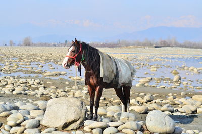 Horse standing on rock at beach against sky