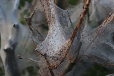 Close-up of spider webs