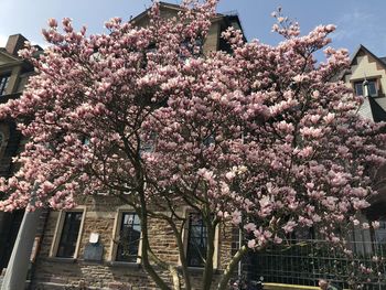 Low angle view of pink flowering tree by building