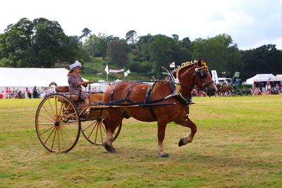 Horse cart