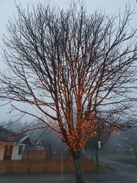 Bare tree against buildings in city during winter