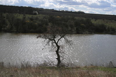 Scenic view of trees on field against sky