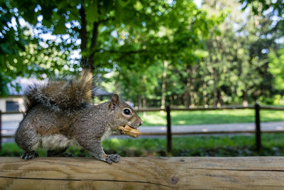 Close-up side view of squirrel eating peanut in park