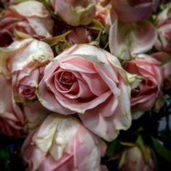 Close-up of flower