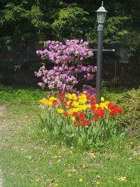 Flowers blooming in park