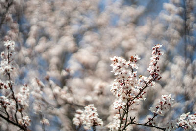 Close-up of white cherry blossom tree