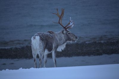 Reindeer on snow covered field