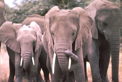 Elephants in forest