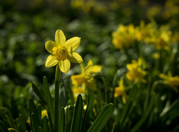 Close-up of yellow flowering plant on field