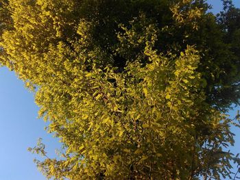 Yellow tree against clear sky