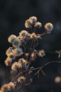 Close-up of wilted plant