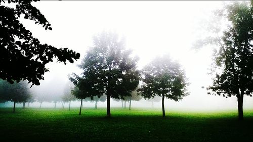 Trees on grassy field