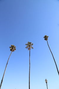 Low angle view of palm trees against clear blue sky